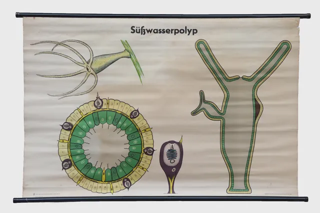 East German Mid-Century pull-down Fresh Water Polyp Diagram