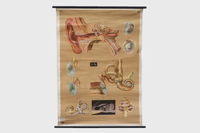 German Mid-Century Educational Inner Ear Diagram