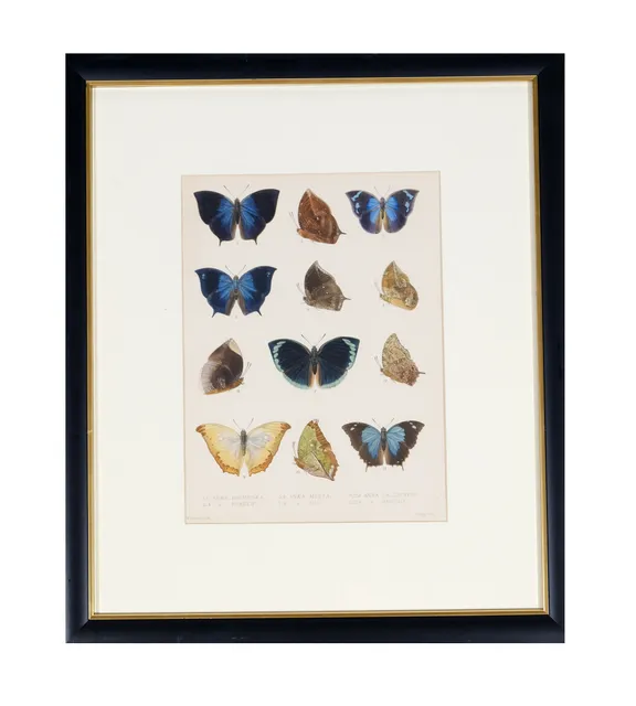 Pair of Hand-Colored Lithos of Butterflies, London 1860