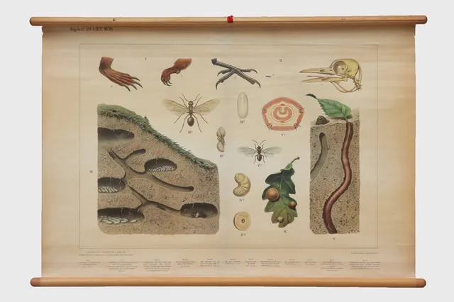 Dutch Mid-Century Forest Dwelling Animal Diagram