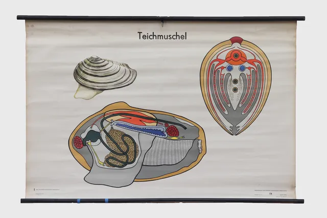 East German Mid-Century Anatomical Duck Mussel Diagram